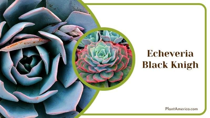 Dark Black Knight Succulents Plant America