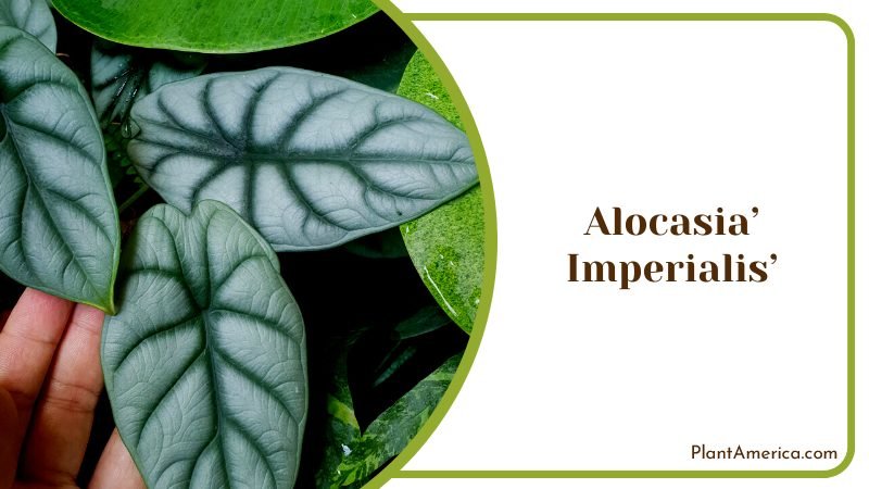 Dark Green Leaves of Alocasia Imperialis ~ PlantAmerica