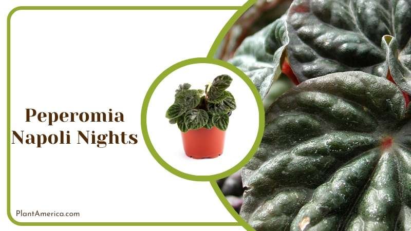 Dark Green Leaves of Peperomia Napoli Nights Plant America