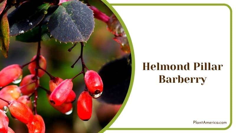 Dark Helmond Pillar Barberry Plant America