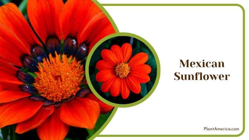 Dark Orange Mexican Sunflower Plant America
