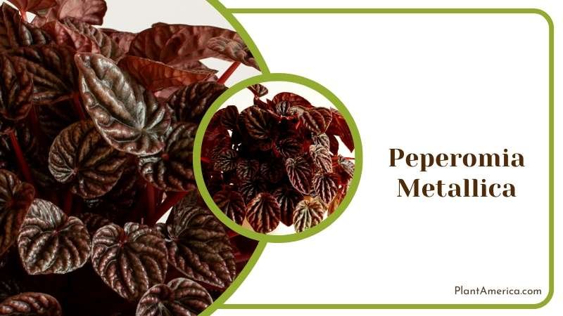 Dark Red Leaves of Peperomia Metallica Plant America