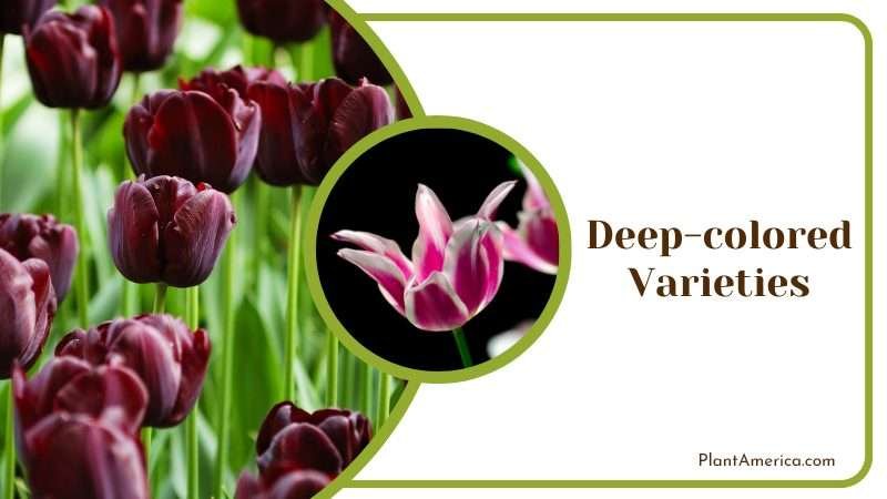 Dark colored tulips Plant America