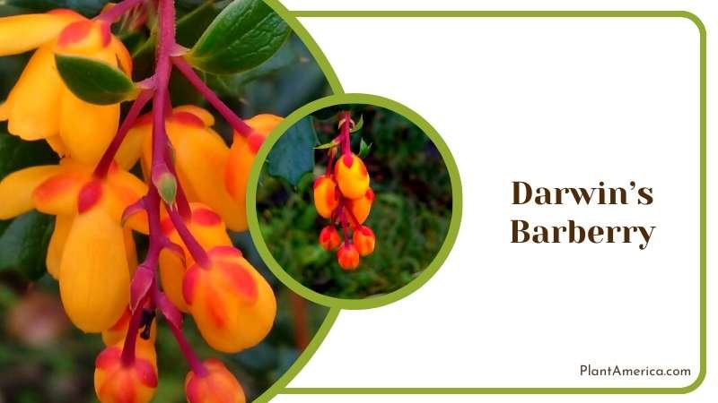 Darwins Barberry Shrub Plant America