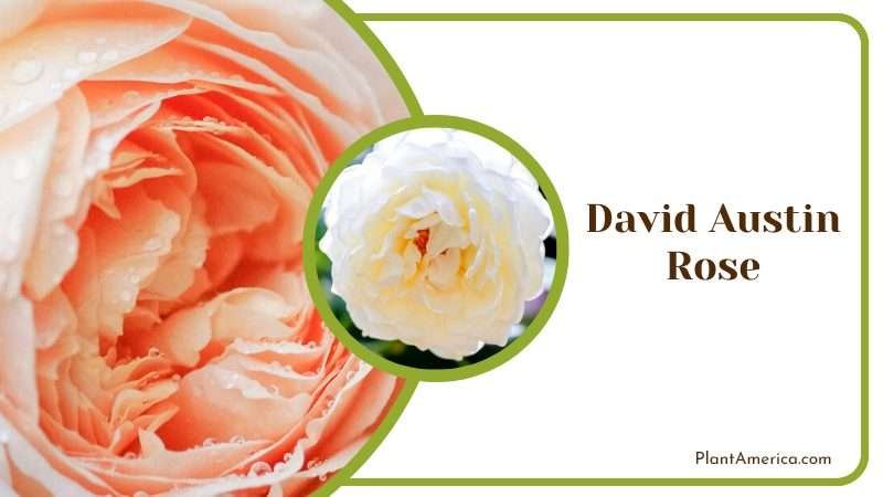 David Austin Rose Plant America