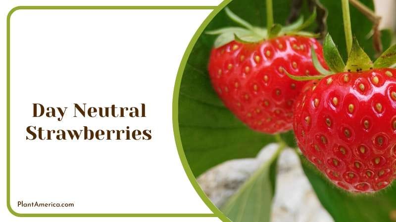 Day Neutral Strawberries Plant America Day Neutral Strawberries Plant America