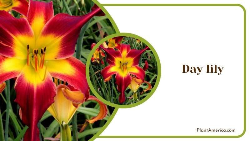 Day lily in Sunlight Plant America