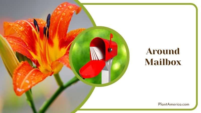Daylilies Around Mailbox Plant America