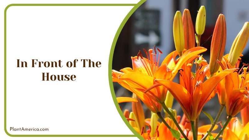Daylilies In Front of a House Plant America