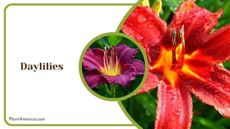 Daylilies Quick Bloomers Plant America