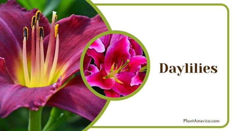 Daylilies grown in various cold and warm hues Plant America