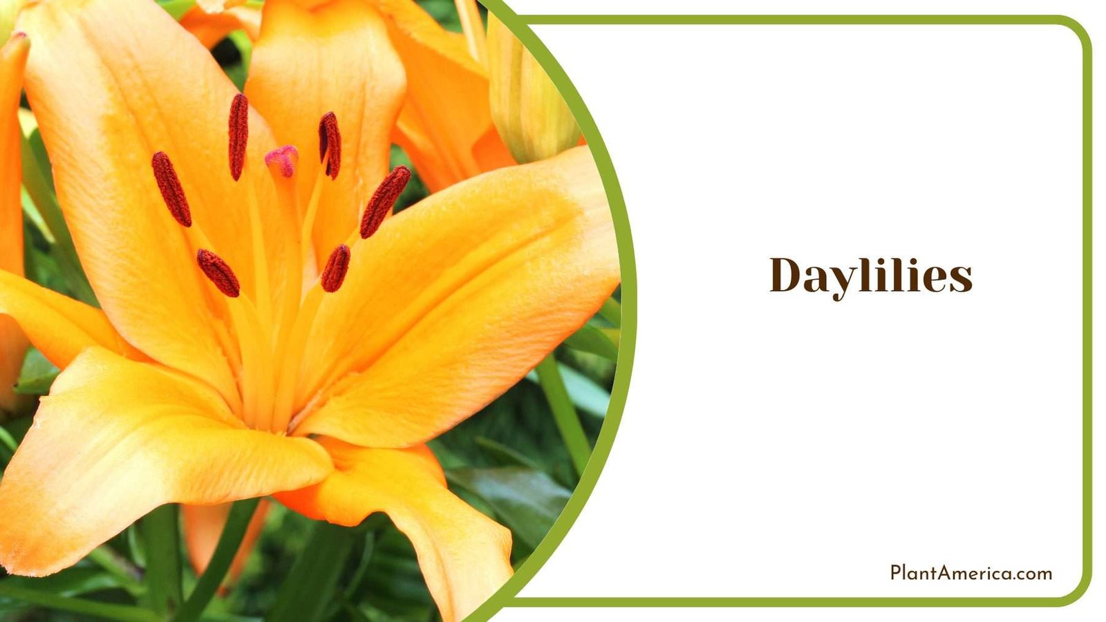 Daylilies in the Garden Plant America