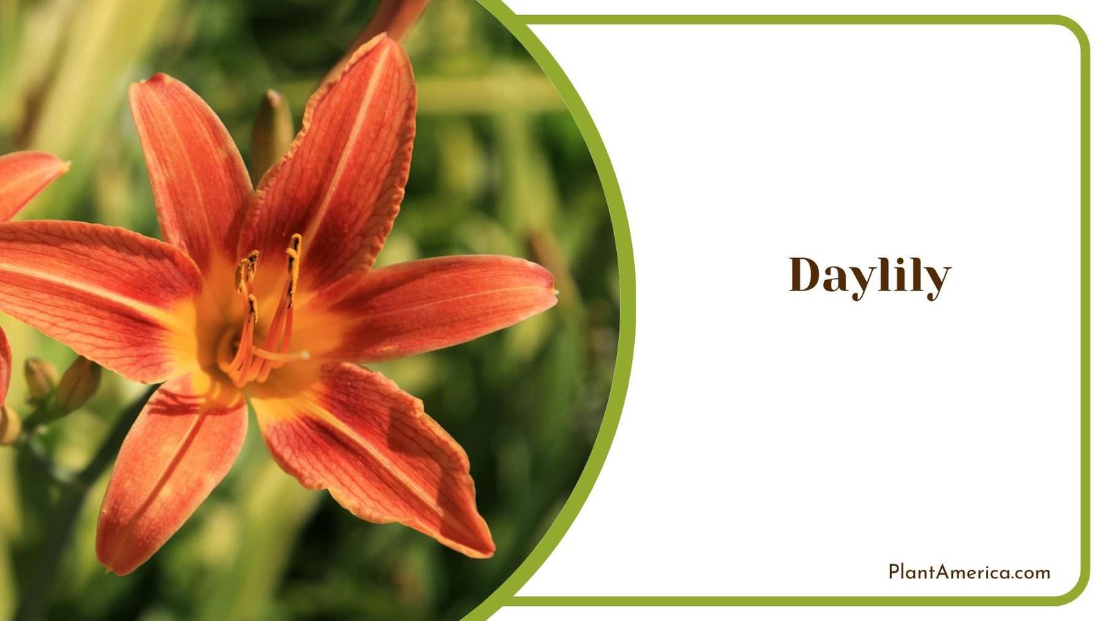 Daylily Blossoms Plant America Daylily Blossoms Plant America