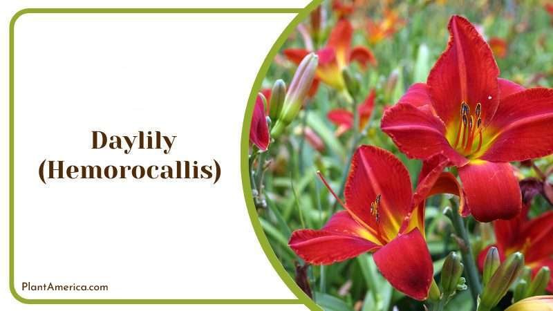 Daylily Hemorocallis Plant America