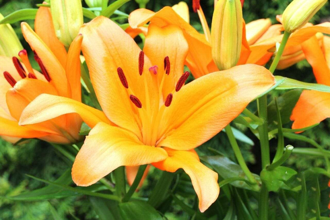 Daylily Plant America