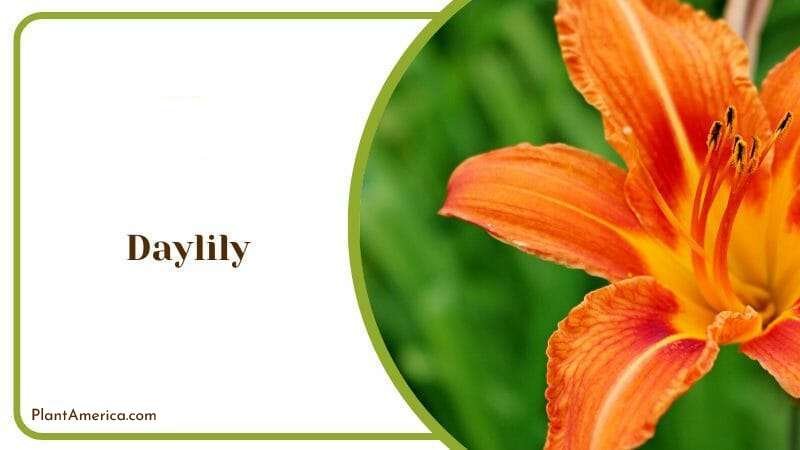 Daylily big Orange Blooms Plant America