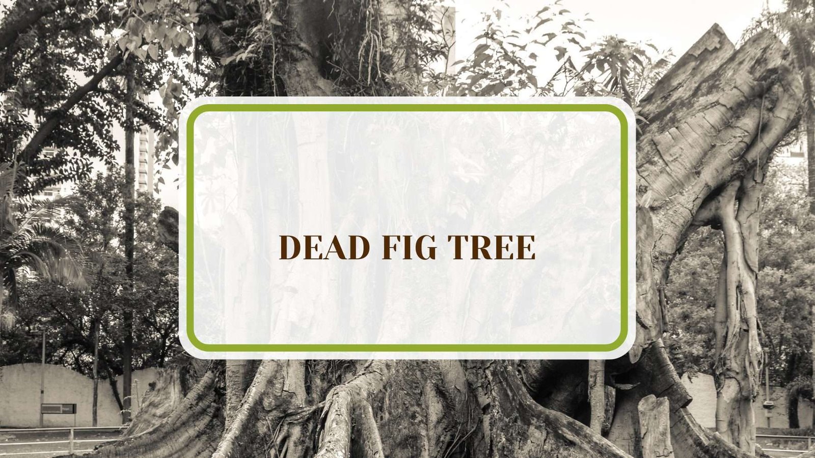 Dead Fig Tree Quick Fixes PlantAmerica Dead Fig Tree: Quick Fixes and Rehabilitation Cures
