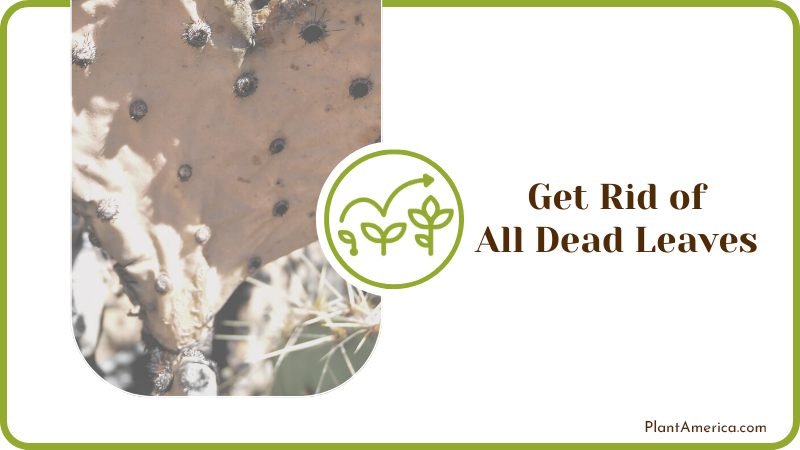 Dead Leaves of Cactus Plant America