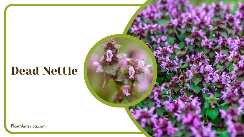 Dead Nettle Advantages Plant America