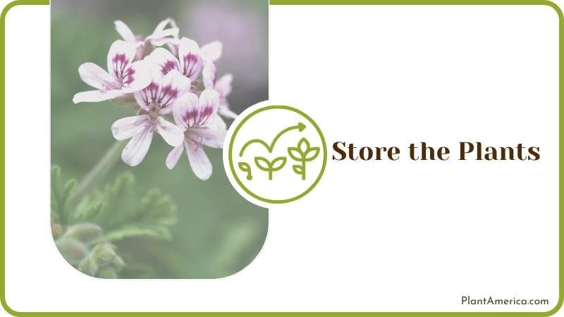 Deadhead Geranium Storing Process Plant America