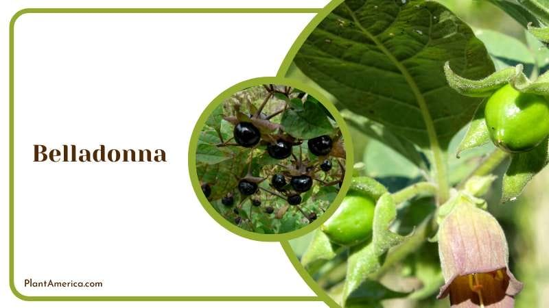 Deadly Belladonna Nightshade Plant America