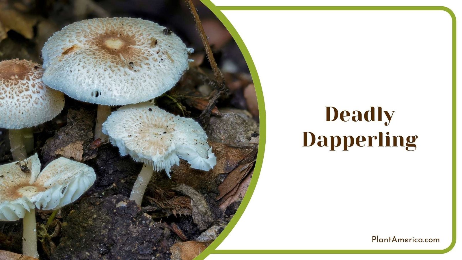 Deadly Dapperling Wait To Kill Someone Plant America