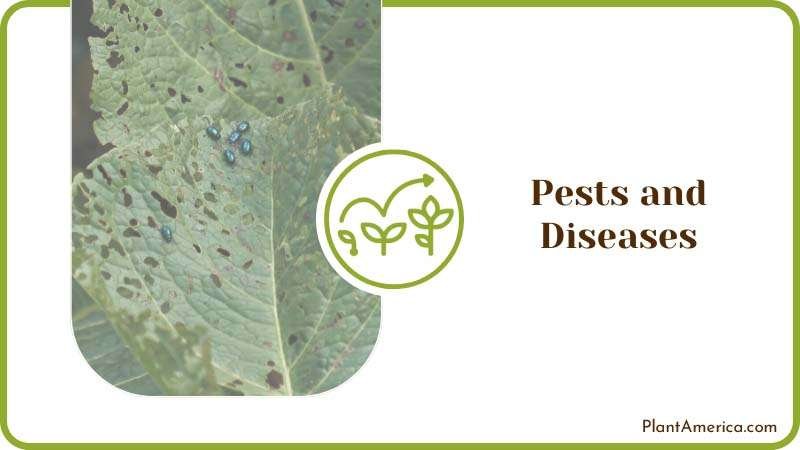 Dealing with Plant Pests Plant America Dealing with Plant Pests Plant America