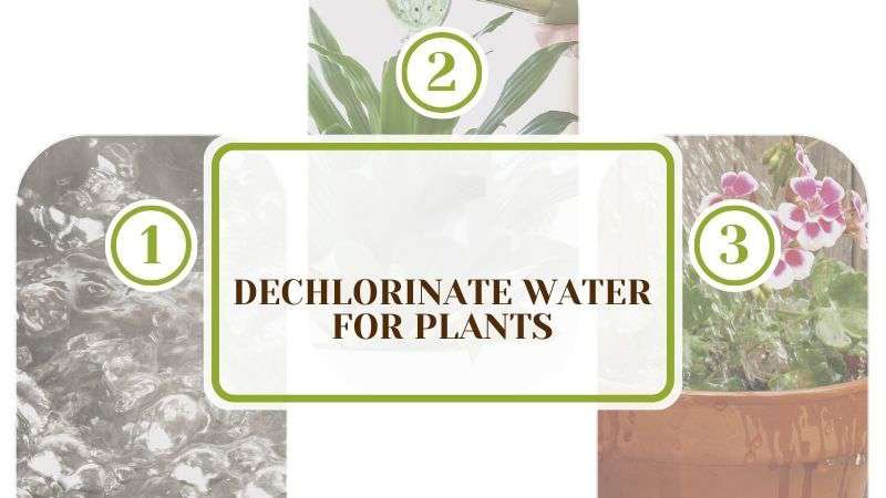Dechlorinate Water for Plants Plant America Dechlorinate Water for Plants: Boost Your Plants’ Health