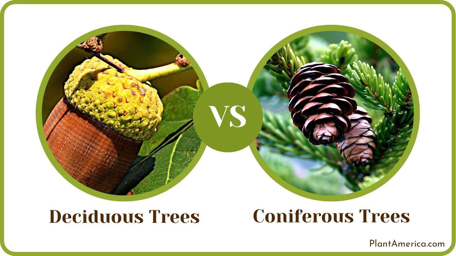 Deciduous Vs Coniferous Trees Their Differences And More Plant America