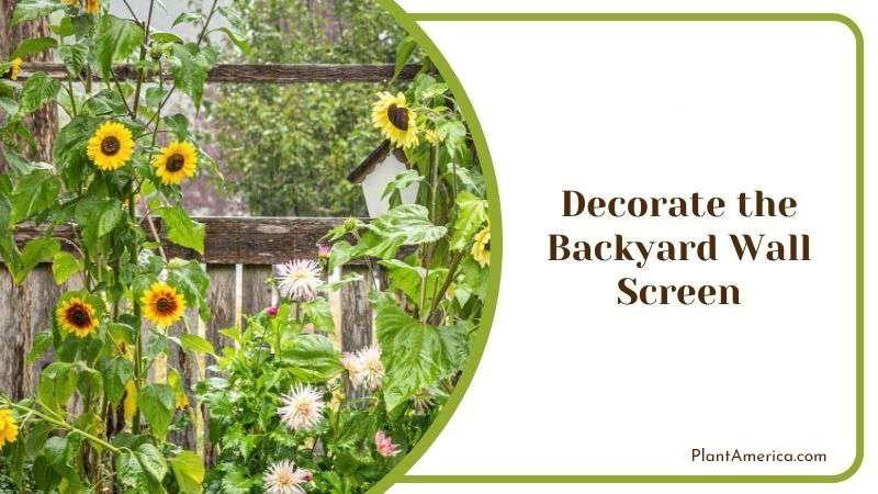 Decorate the Backyard Wall Screen Plant America
