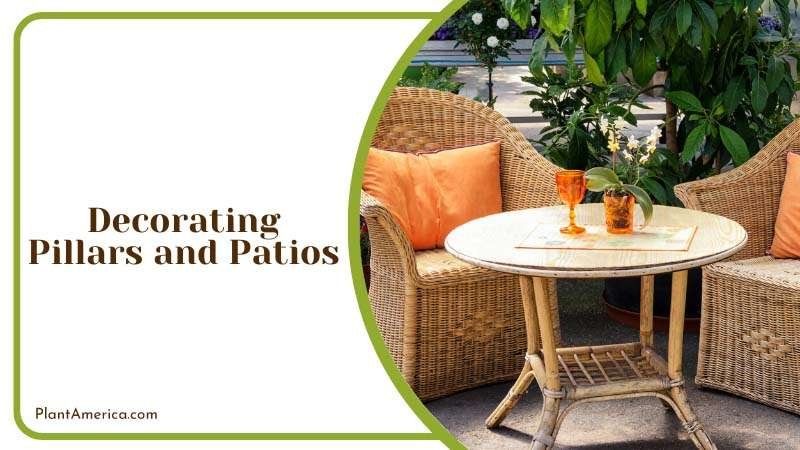 Decorating Pillars and Patios Plant America 1