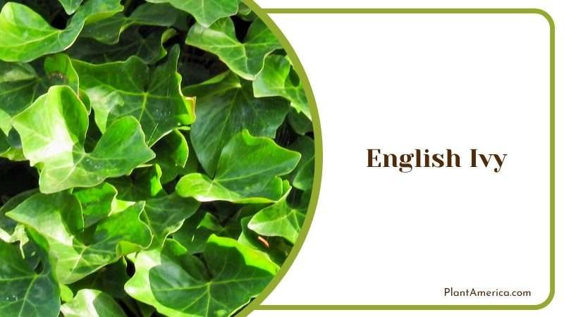 Decorative English Ivy Climber Plant America
