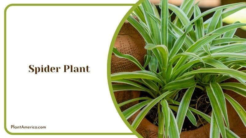Decorative Spider Plant Plant America Decorative Spider Plant Plant America