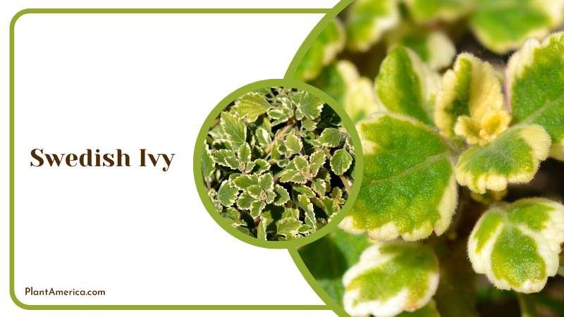 Decorative Swedish Ivy Plant Plant America