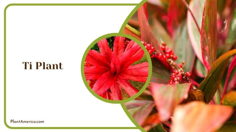 Decorative Ti Plant Plant America Decorative Ti Plant Plant America