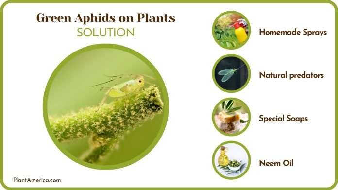 Green Aphids on Plants: Identifying Factors and Remedies - Plant America
