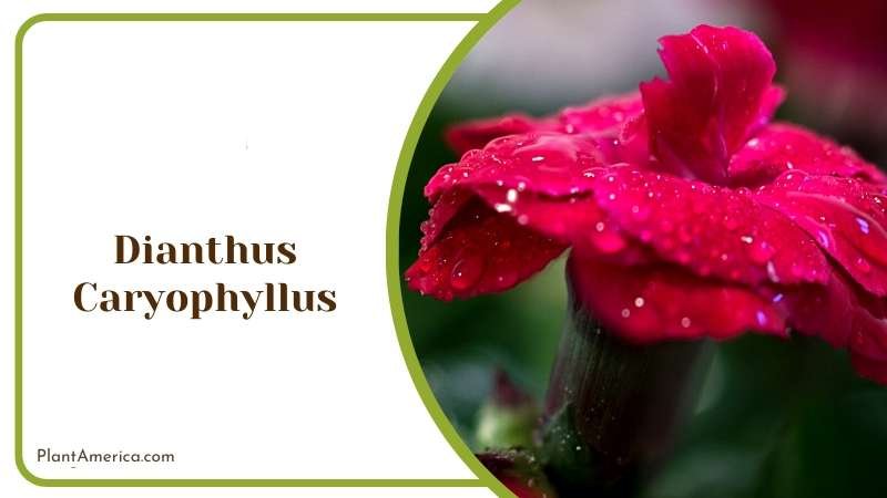 Delicate Blooms of Dianthus Caryophyllus Plant America