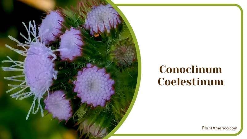 Delicate Blue of Conoclinium Coelestinum Plant America 1 Delicate Blue of Conoclinium Coelestinum Plant America 1