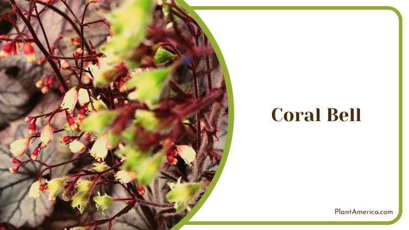 Delicate Charm of Coral Bell Plant America