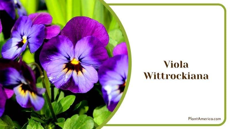 Delicate Charm of Viola Wittrockiana Plant Americaq