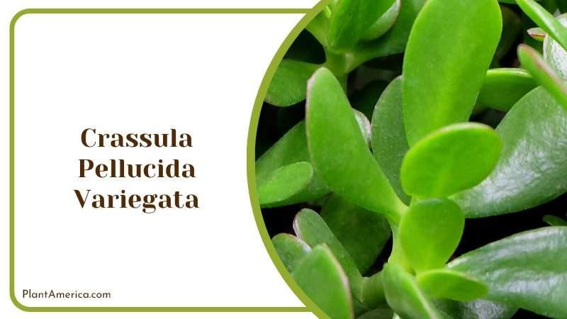 Delicate Crassula Pellucida Variegata Plant America