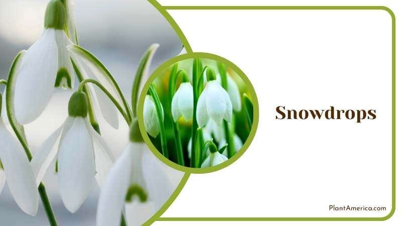 Delicate Elegance of Snowdrops Plant America