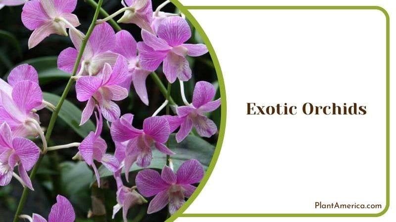 Delicate Exotic Orchids Plant America Delicate Exotic Orchids Plant America