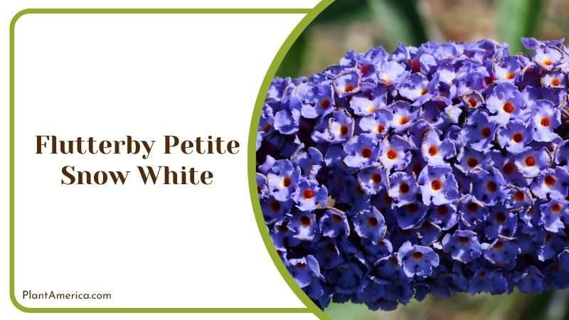 Delicate Flutterby Petite Snow White Plant America