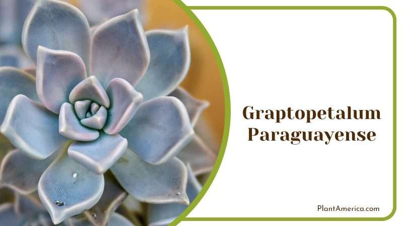 Delicate Graptopetalum Paraguayense Plant America