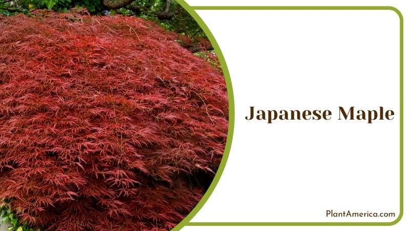 Delicate Japanese Maple Tree Plant America Delicate Japanese Maple Tree Plant America