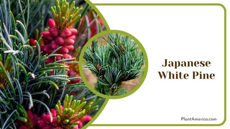 Delicate Japanese White Pine Tree PlantAmerica Delicate Japanese White Pine Tree PlantAmerica