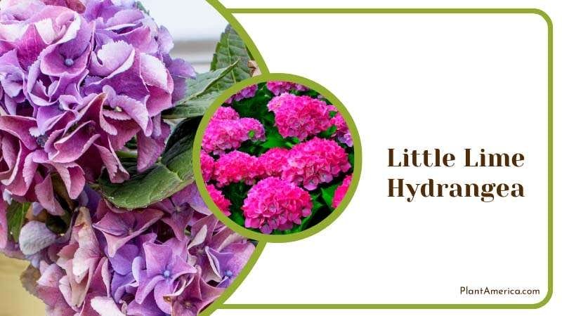 Delicate Little Lime Hydrangea Plant America