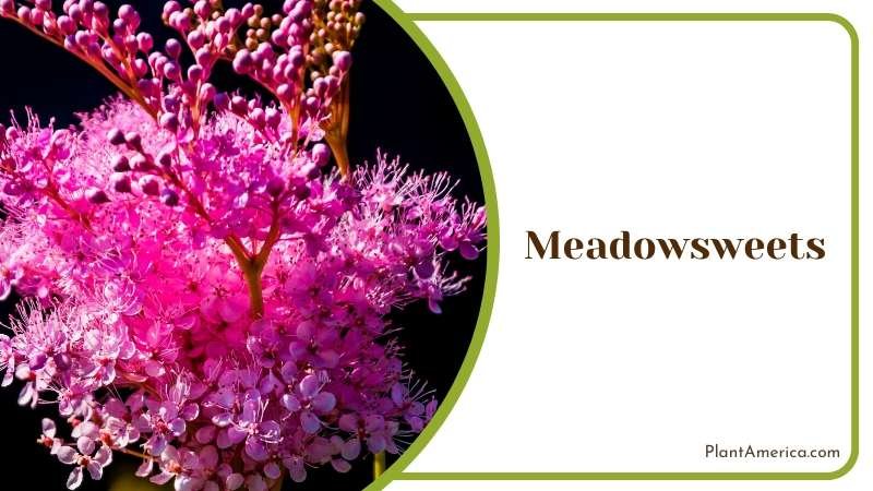 Delicate Meadowsweet Clusters Plant America