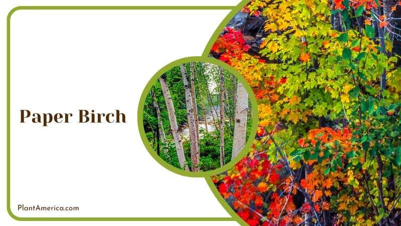 Delicate Paper Birch Tree Plant America